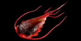 Darmparasiten